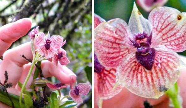 Орхидея дьявола (фото дня)