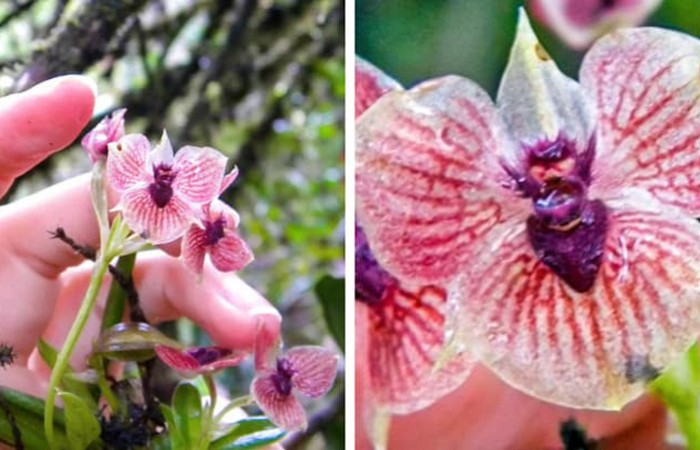 Орхидея дьявола (фото дня)