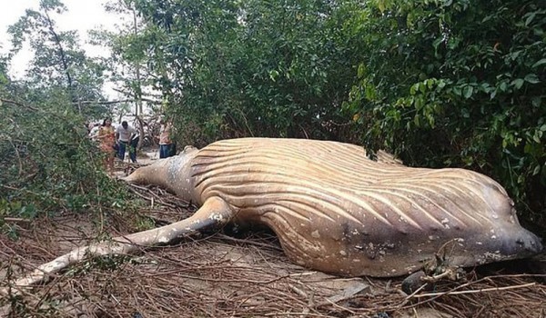 В бразильском лесу нашли 11-метрового горбатого кита (5 фото + видео)