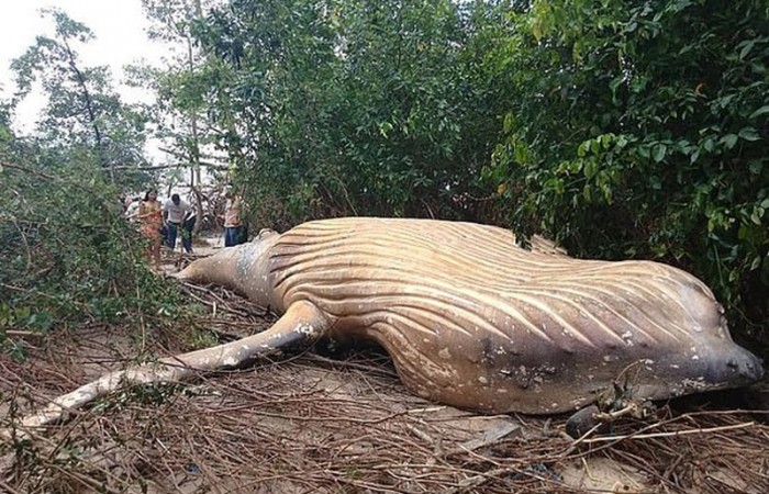 В бразильском лесу нашли 11-метрового горбатого кита (5 фото + видео)