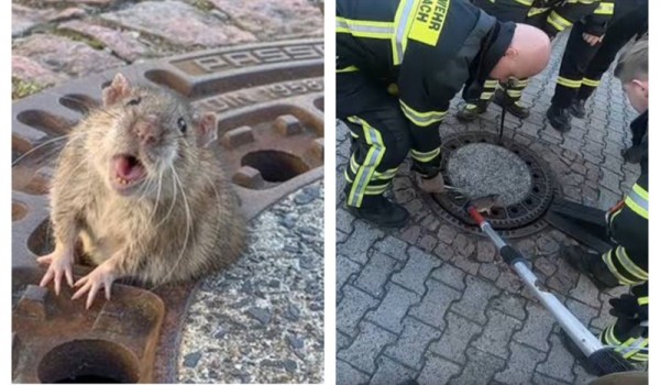 В Германии 8 спасателей спасали крысу