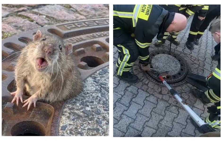 В Германии 8 спасателей спасали крысу