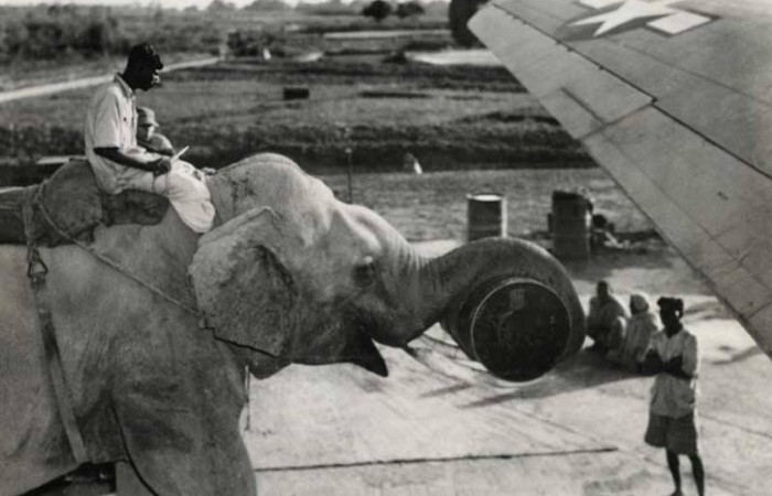 Слон помогает загружать продовольствие в американский самолет в 1945 году. (фото дня)