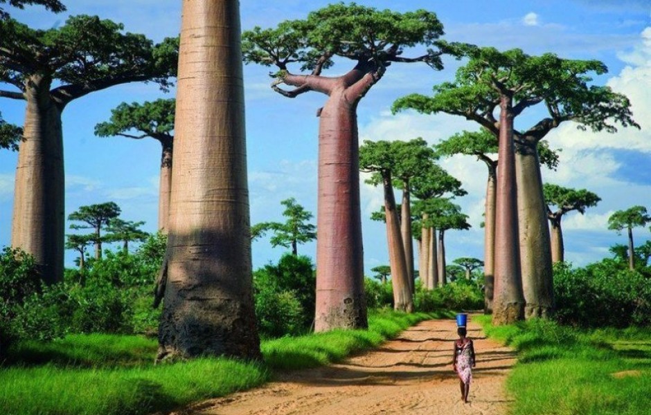 Самые удивительные деревья в мире