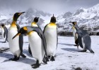 Какашки пингвинов способны изменить экосистему Антарктиды