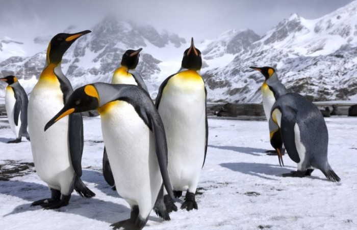 Какашки пингвинов способны изменить экосистему Антарктиды