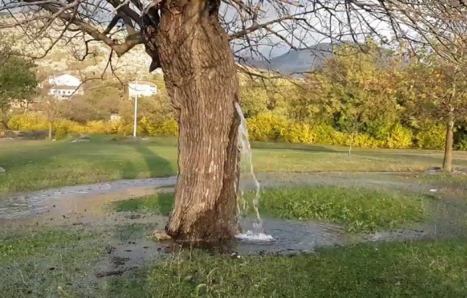 Дерево-фонтан в Черногории (фото + видео)
