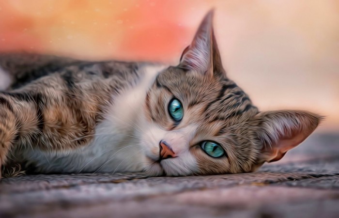 16 любопытных фактов о котах