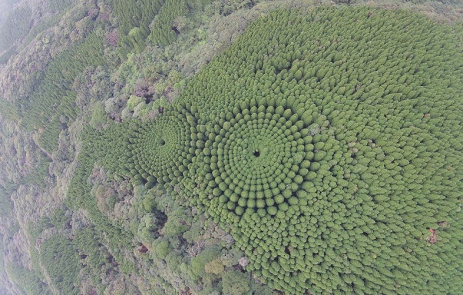 Экспериментальный лес в Японии, высаженный в 1973 году