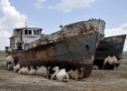 Трагедия Аральского моря