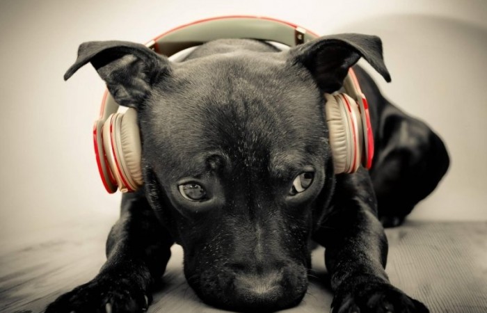 Как музыка влияет на мир животных