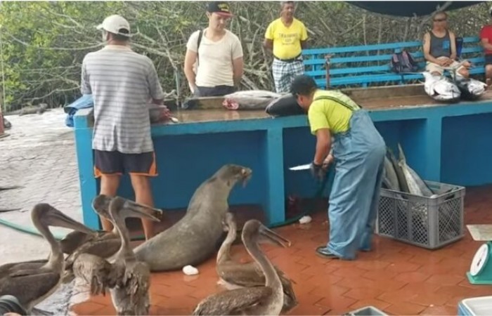 Пернатые, хвостатые и усатые воришки и попрошайки на рыбном рынке галапагосских островов (видео)