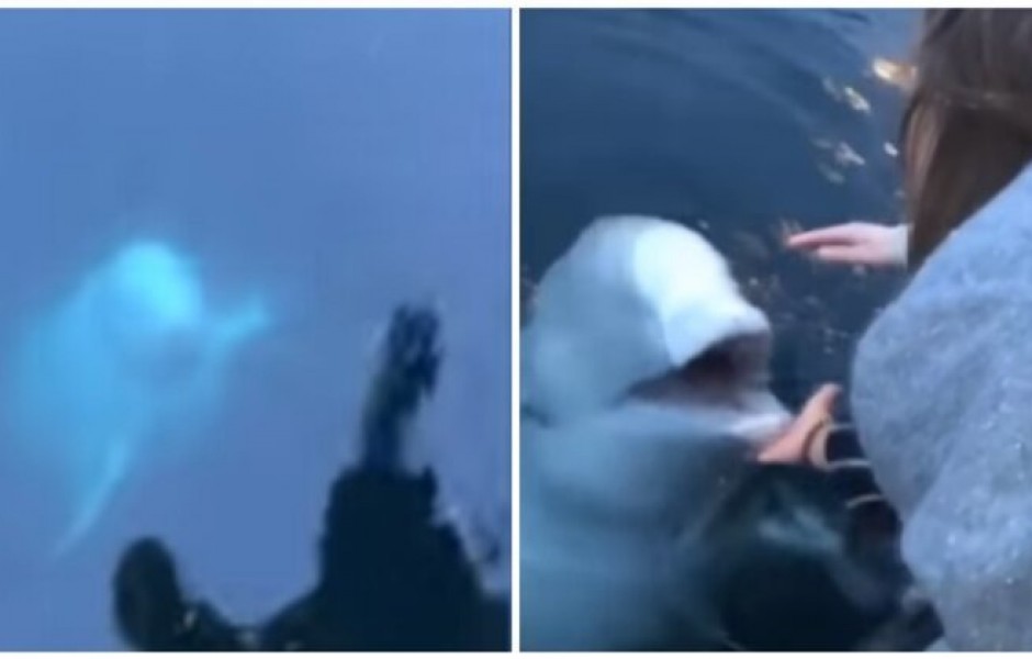 Дружелюбная белуха вернула девушке упавший в воду смартфон (видео)