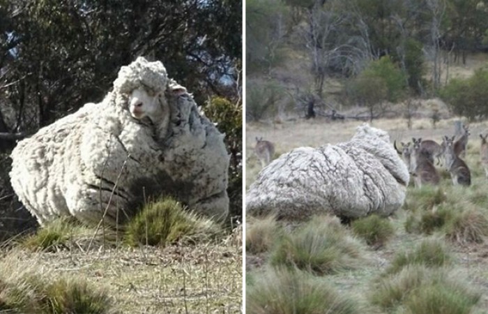Овца, отбившаяся от отары, найдена 5 лет спустя