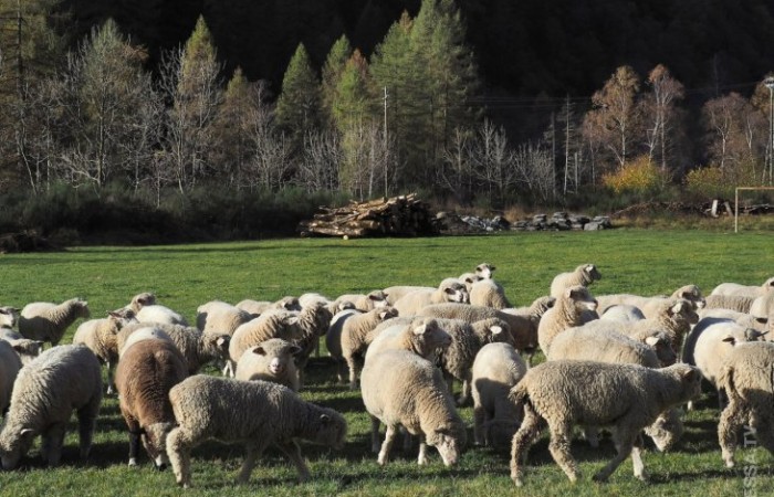 Во Франции в школу зачислили овец?!