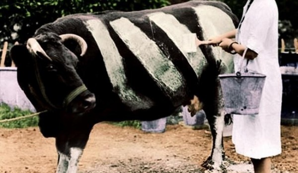 Боевая раскраска коров (фото дня)
