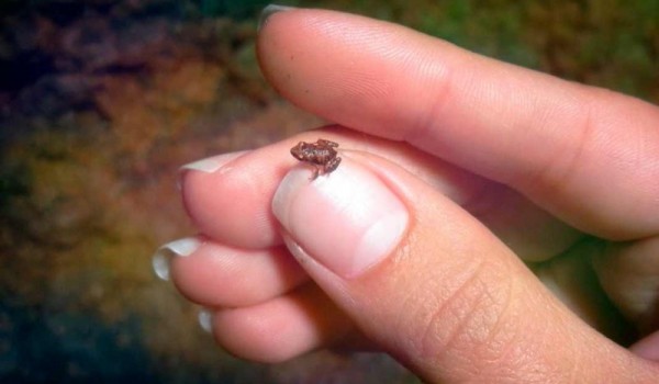 Самые маленькие лягушки в мире