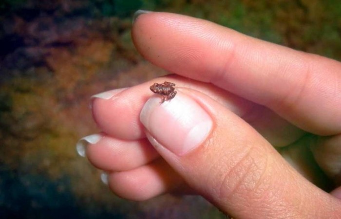 Самые маленькие лягушки в мире