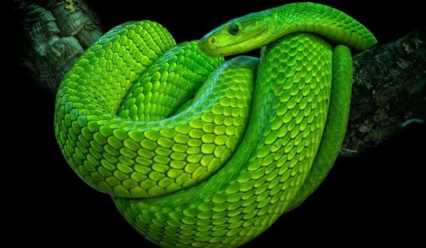 10 реальных змей в природе, которые выглядят фантастически