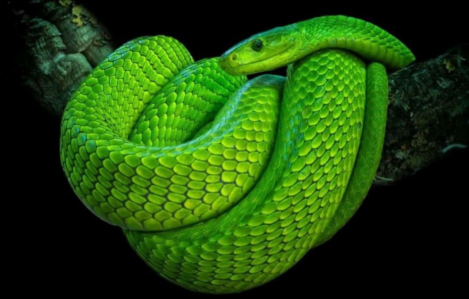 10 реальных змей в природе, которые выглядят фантастически