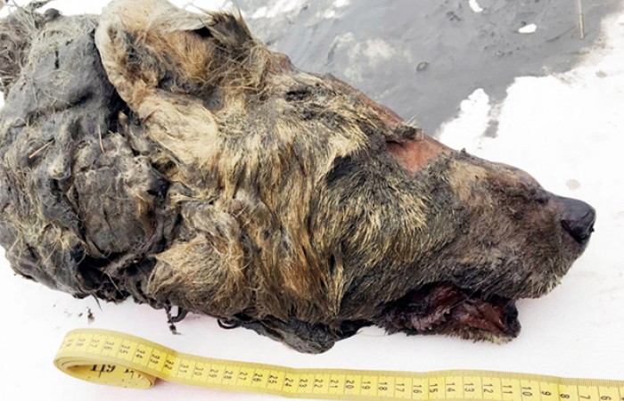 В Якутии найдена 40 000-летняя голова волка