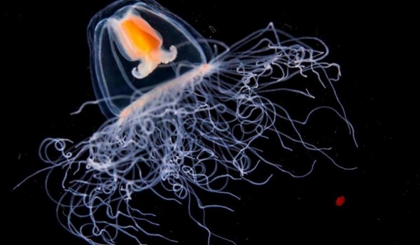 Интересные факты о бессмертной медузе Turritopsis dohrnii
