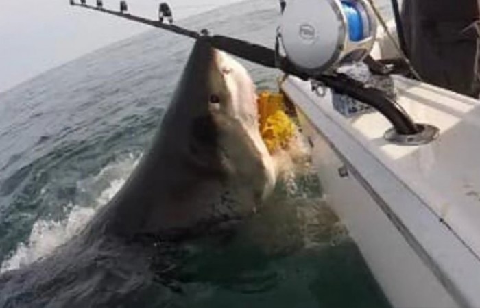 Большая акула напугала рыбаков из США