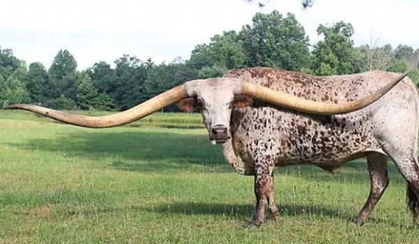 Гигантский бык стал мировым рекордсменом