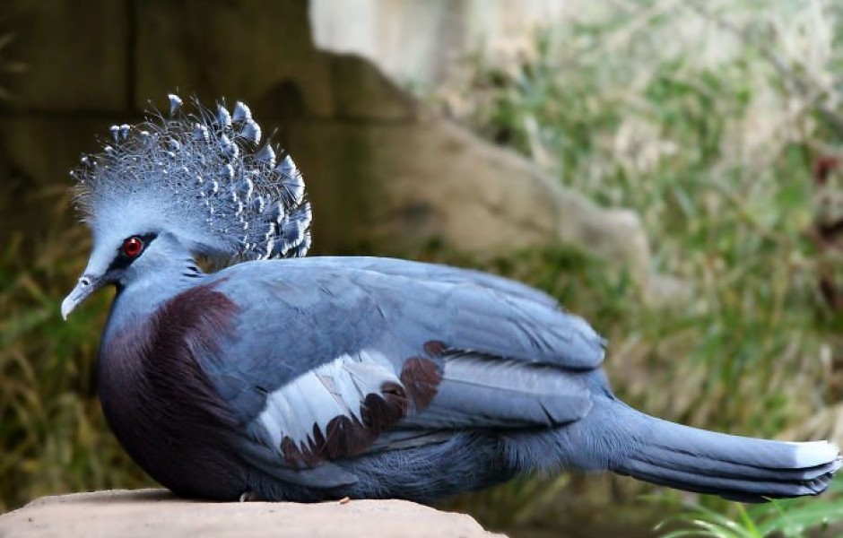 Веероносный венценосный голубь  (20 фото)