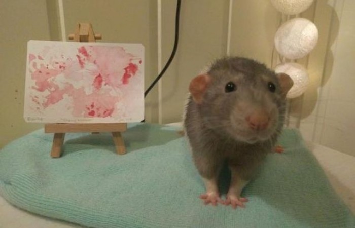 Дарий - крыса, которая научилась рисовать (8 фото)