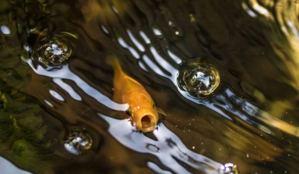 Как золотые рыбки производят свой собственный алкоголь?