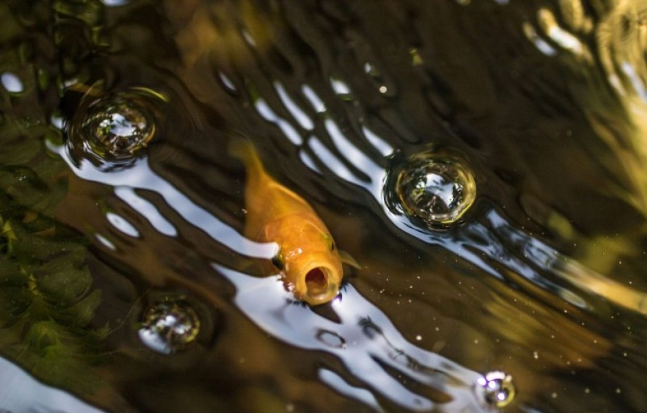Как золотые рыбки производят свой собственный алкоголь?