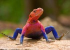 Топ-10 самых странных рептилий нашей планеты