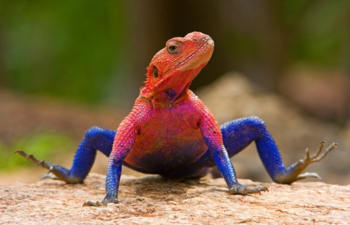 Топ-10 самых странных рептилий нашей планеты