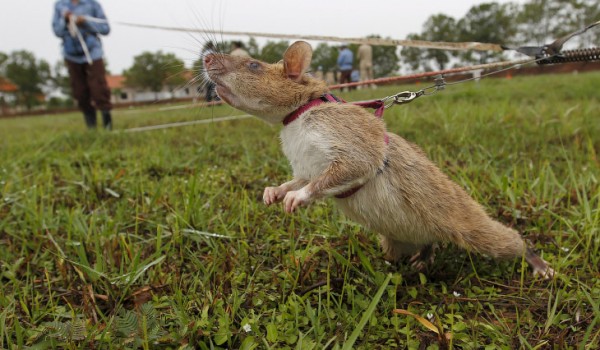 Крысы-саперы из Камбоджи (15 фото)