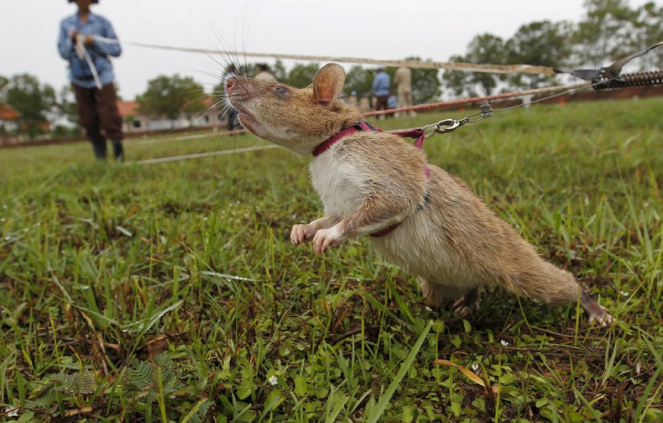 Крысы-саперы из Камбоджи (15 фото)