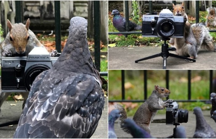 Белки фотографируют голубей в лондонском парке