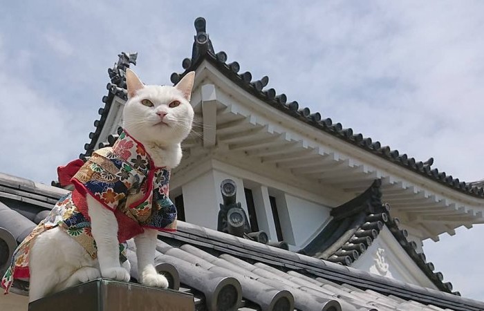 Необычный кошачий храм в Японии (23 фото)