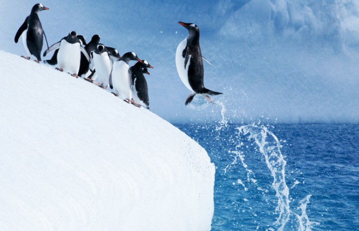 Почему пингвины не могут летать?