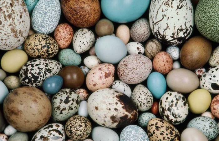 От чего зависит цвет птичьих яиц? (3 фото)