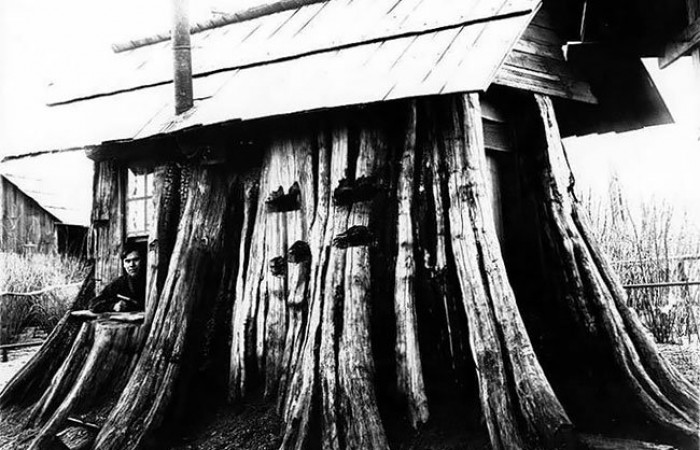 Гигантские пни-дома в Америке XIX века (12 фото)