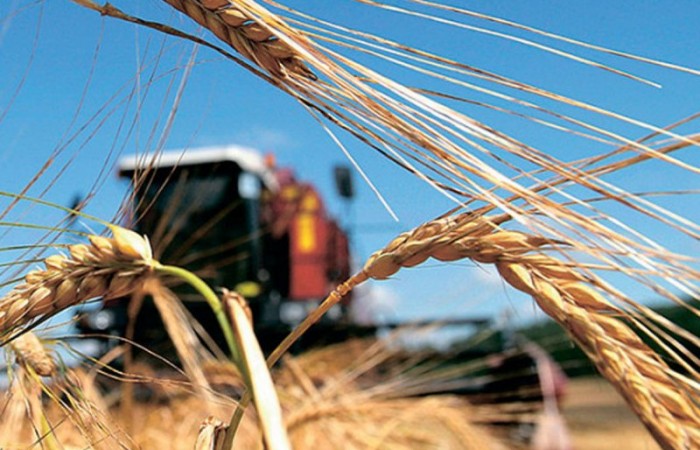 Рынок зерна России: наращивание объемов экспорта и задачи АПК