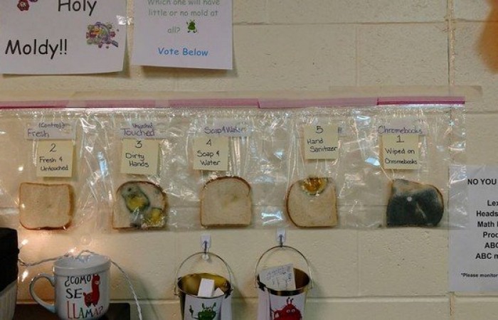 Американским школьникам на примере хлеба объяснили, зачем мыть руки (6 фото)