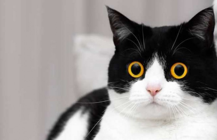Кот Иззи с невероятными глазами покорил соцсети