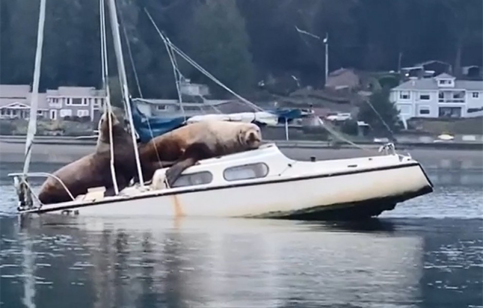 В США морские львы отдыхают на яхте