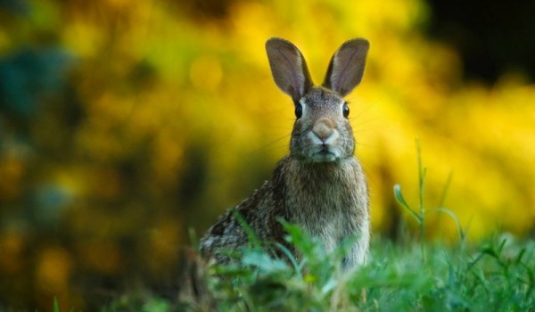 Вы знали, что кролики не едят морковь?