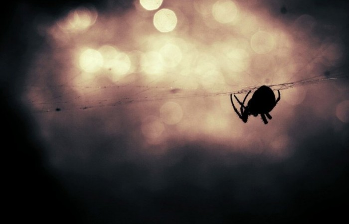 Почему нельзя убивать домашних пауков