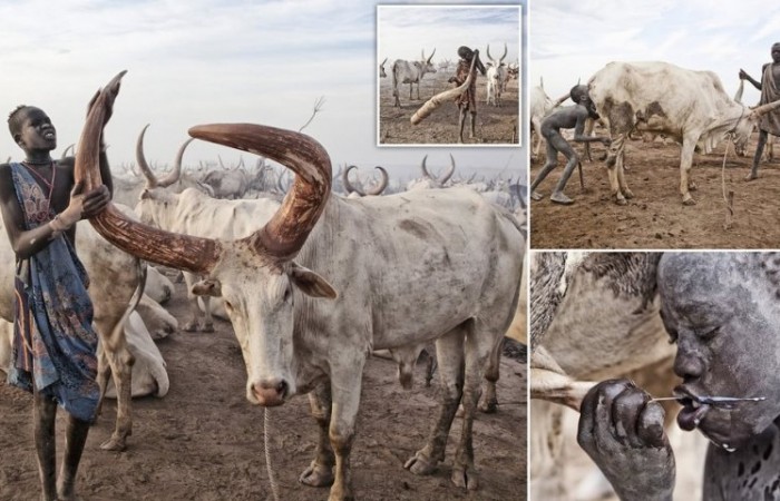 Племя Мундари использует коров в качестве валюты, пьют из вымени и принимают душ из мочи