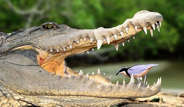 Действительно ли птицы чистят зубы крокодилам?