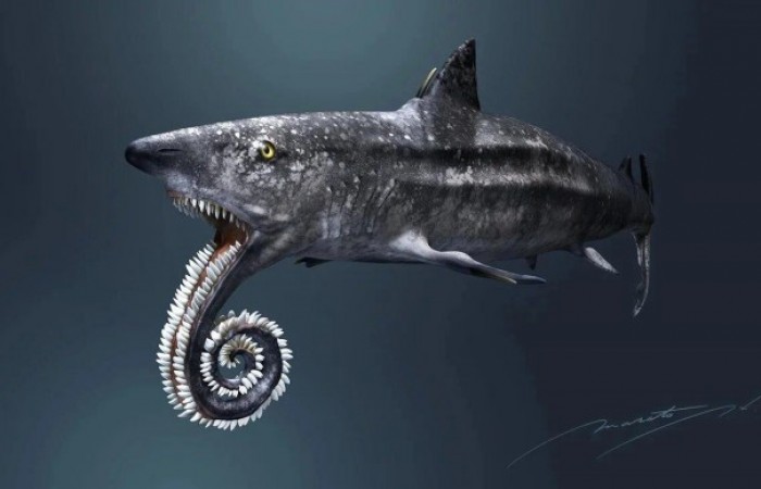 Геликоприон: Акула с циркулярной пилой на нижней челюсти (6 фото)